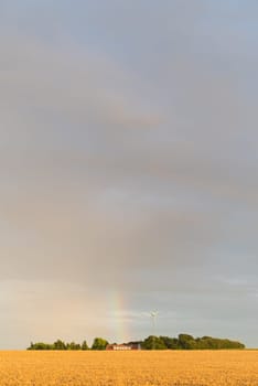 typical danish agricultural landscape with a rainbow over a wheat field