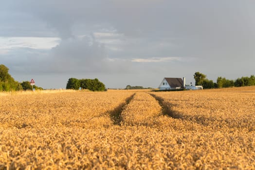 typical danish agricultural landscape with lots of ripe wheat