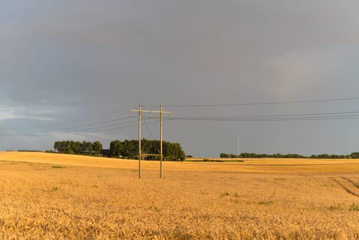 typical danish agricultural landscape with lots of ripe wheat