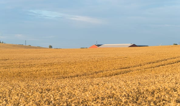 typical danish agricultural landscape with lots of ripe wheat