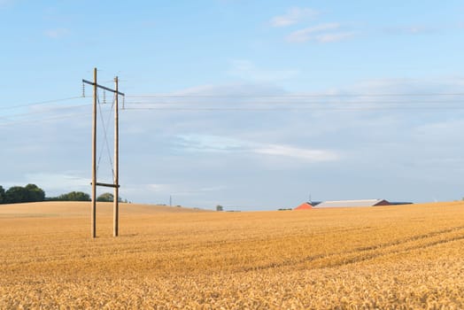 typical danish agricultural landscape with lots of ripe wheat