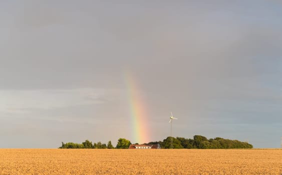 typical danish agricultural landscape with a rainbow over a wheat field
