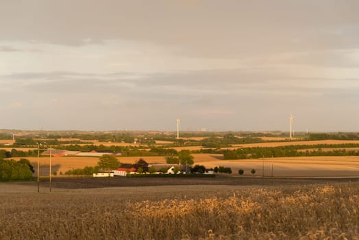 Hilly danish agricultural landscape with lots of wheat fields