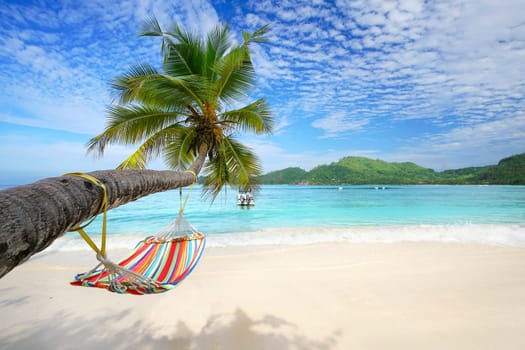 Hammock on curved palm tree on the beach,Seychelles