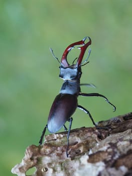Stag beetle - male