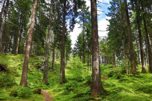 A green healthy forest in the mountains