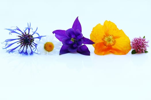 Purple,yellow and red spring flowers on a white background. Cornflower,akelei,clover,poppy seeds and daisies