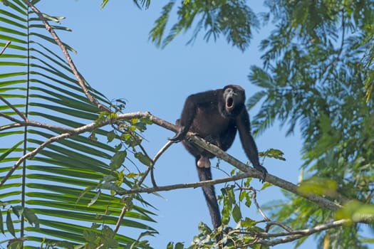 Male Howler Monkey howling in the Trees in Tortuguero National Park in Costa Rica