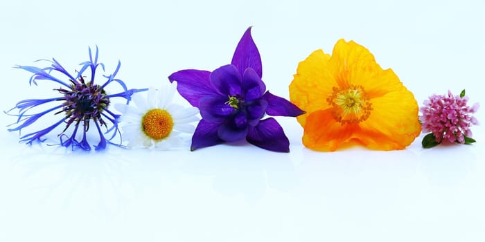 Purple,yellow and red spring flowers on a white background. Cornflower,Akelei,Clover,Poppy and Marguerite in 18:9