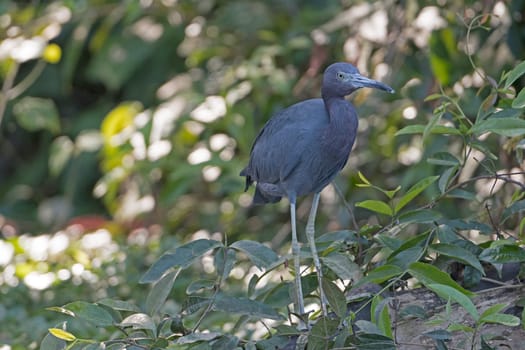 Little Blue Heron in the Rain Forest in Tortuguero National Park in Costa Rica