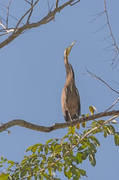 Tiger Heron in the Tropics in Tortuguero National Park in Costa Rica