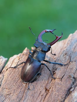 Stag beetle - male