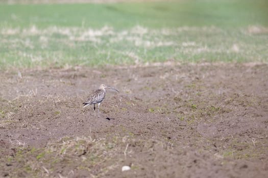 Eurasian Curlew in Field.