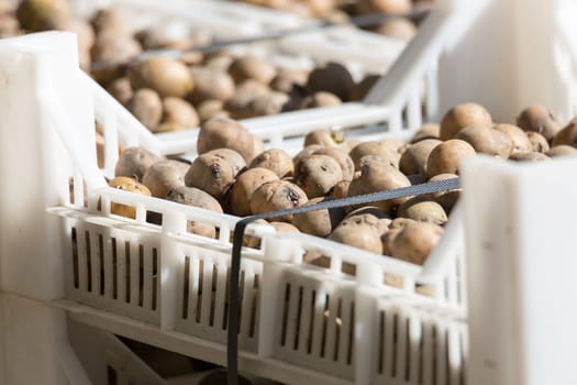 Seed Potatoes in Plastic Crate.
