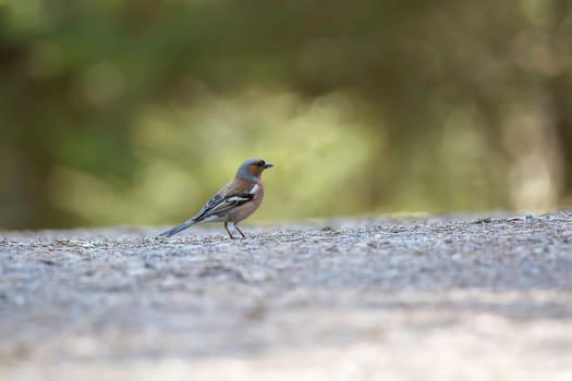 Common Chaffinch Bird Walking on Gravel.