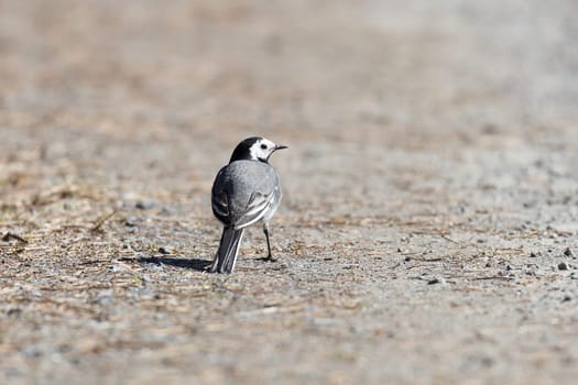 White Wagtail Looking Behind standing on gravel road.