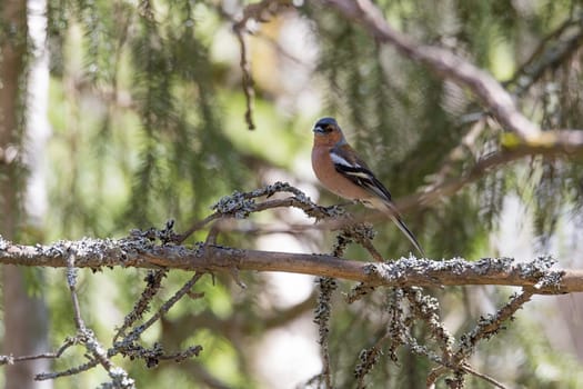 Common Chaffinch Sitting in Tree.