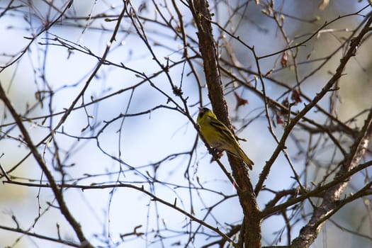 Common Siskin in sitting in tree.