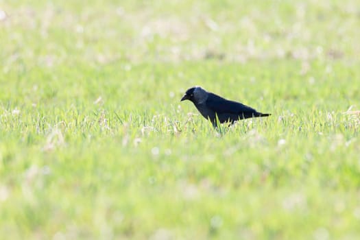 Jackdaw Looking for food in grass.