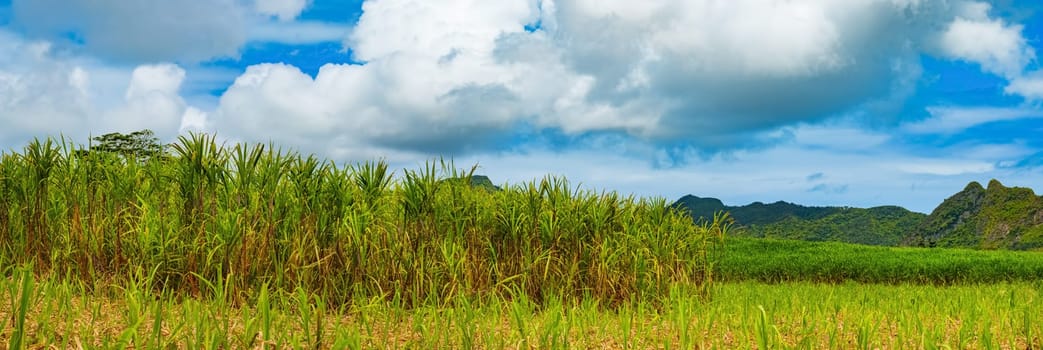 View of a sugarcane and mountains. Mauritius island. Panorama