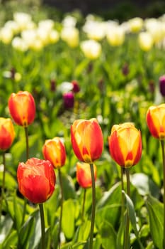 Tulip field with colorful tulips in full bloom in the bright spring