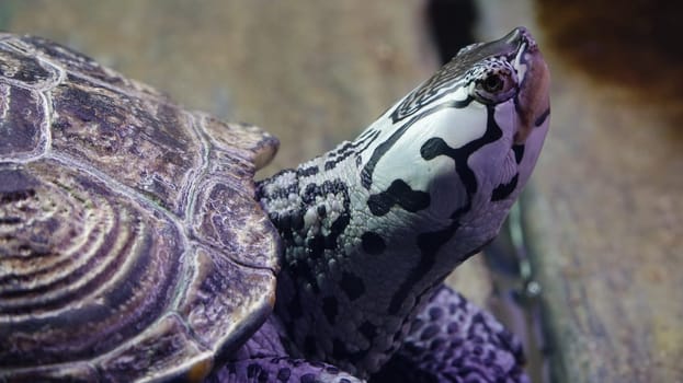 Head Of Turtle