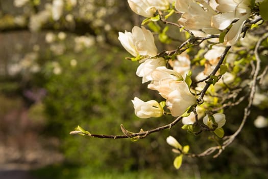 Magnolia flowers in full bloom in spring on the trees branches