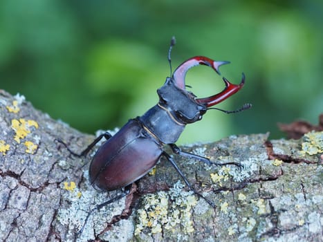 Stag beetle - male