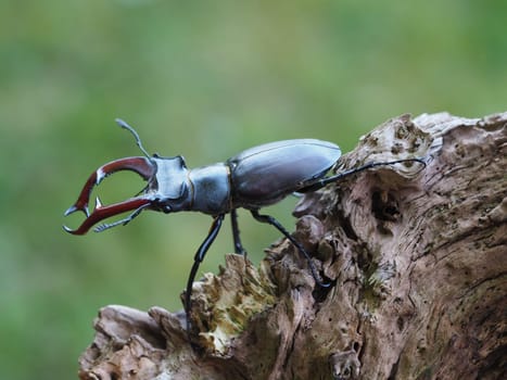 Stag beetle - male