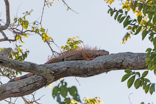 Iguana Resting on a tree in Tortuguero National Park in Costa Rica