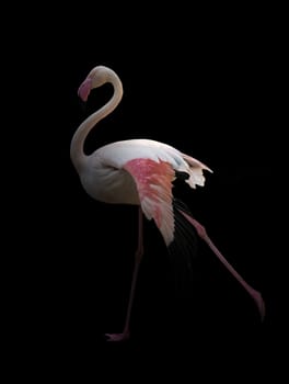 greater flamingo (Phoenicopterus roseus) standing in the dark