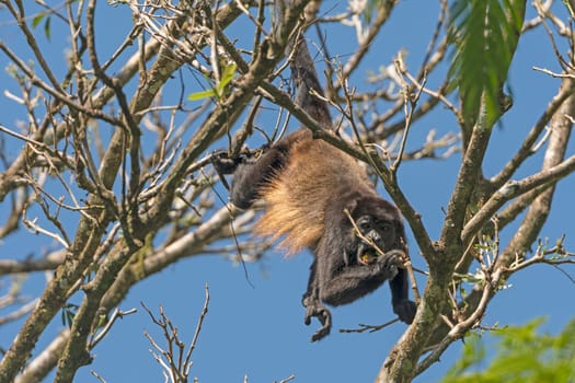 Young Howler Monkey feeding in a Tree in Tortuguero National Park in Costa Rica
