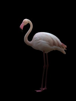 greater flamingo (Phoenicopterus roseus) standing in the dark