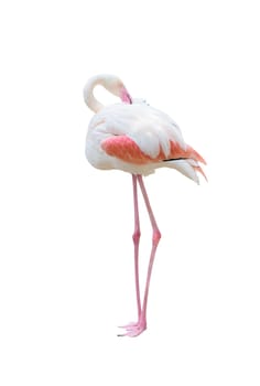 greater flamingo (Phoenicopterus roseus) isolated on white background