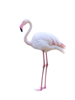 greater flamingo (Phoenicopterus roseus) isolated on white background