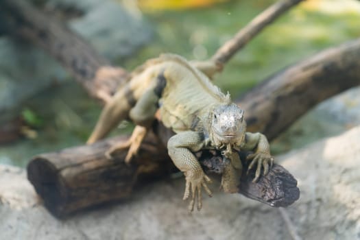 green iguana resting on timber in zoo