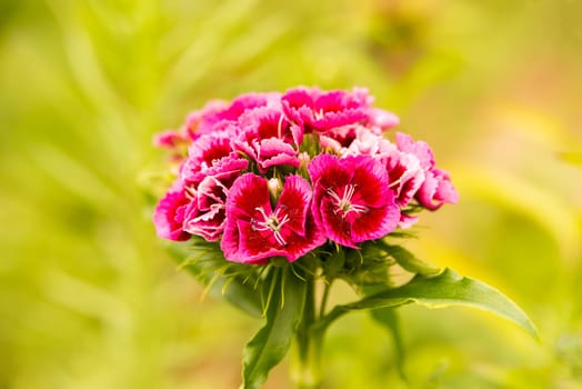 Red bearded carnion flower against a blurred green background