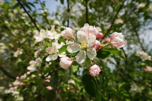 Apple blossom
