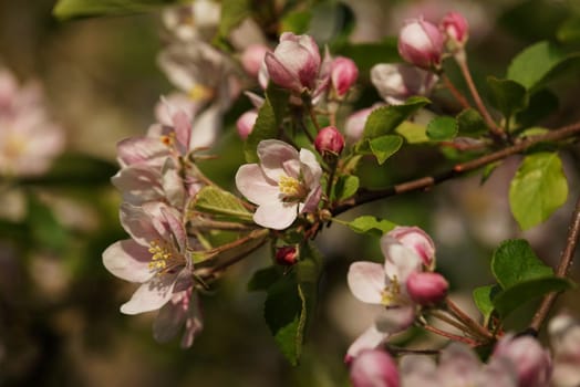 Apple blossom
