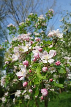 Apple blossom