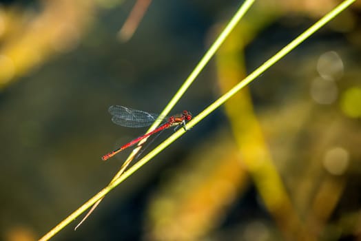 Early adonis dragonfly,Pyrrhosoma nymphula at a pond
