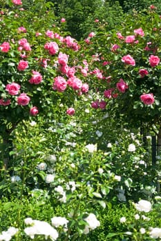 Rose bush with pink roses,garden in spring