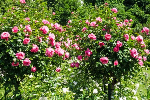 Rose bush with pink roses,garden in spring