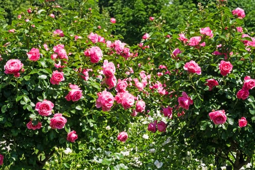 Rose bush with pink roses,garden in spring