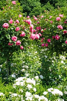Rose bush with pink roses,garden in spring
