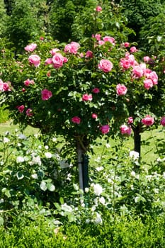Rose bush with pink roses,garden in spring
