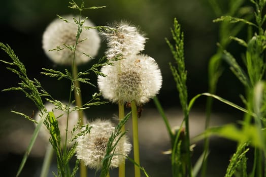 Dandelion