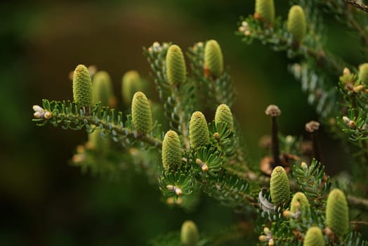 Conifer in spring with young cones