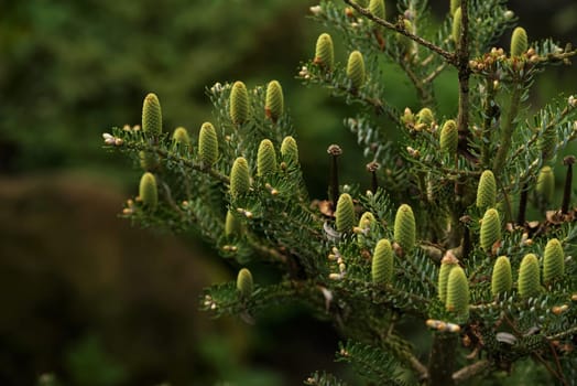 Conifer in spring with young cones