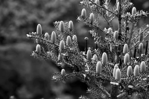 Conifer in spring with young cones